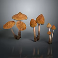 Brown Mushrooms With Various Sizes On Dark Background And Reflections 3d model