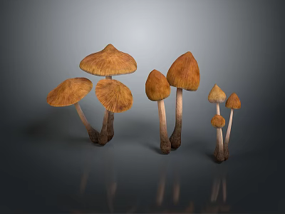 Mushrooms Natural Plants Forest Outdoor Food 3d model