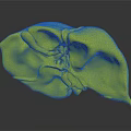 Detailed 3D Model Of Human Brain Anatomical Structure With Colored Components