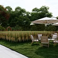 Tranquil Backyard Garden With Cultivated Field White Umbrellas Gazebo Bamboo Fence And Stone Path