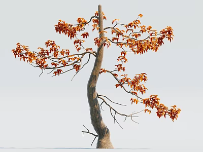 Graceful Tree With Curved Trunk And Orange Leaves Against Light Background 3d model