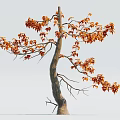 Graceful Tree With Curved Trunk And Orange Leaves Against Light Background 3d model