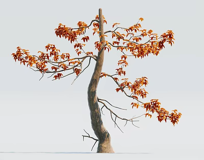 Graceful Tree With Curved Trunk And Orange Leaves Against Light Background 3d model