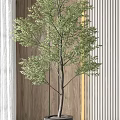 Two Bonsai Plants in White Ribbed Pots Against Wooden and Striped Wall with Natural Light