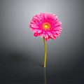 Pink Gerbera Flower With Yellow Center And Stem On Gray Gradient Background