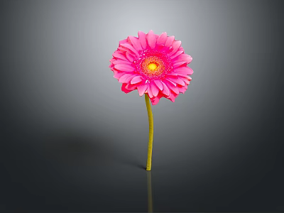 Pink Gerbera Flower With Yellow Center And Stem On Gray Gradient Background 3d model