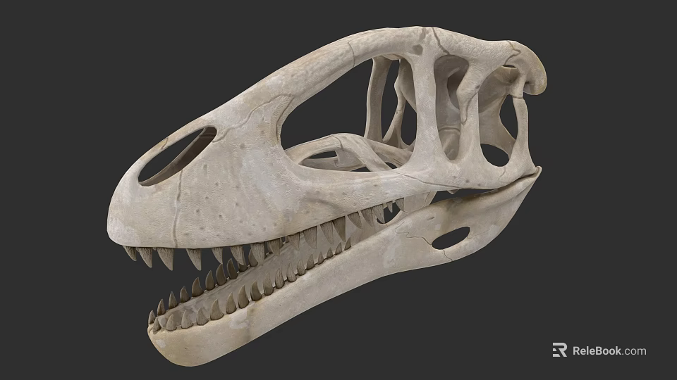 Reptile Dinosaur Skull Fossil Skeleton With Sharp Teeth And Anatomical Features 3d model 