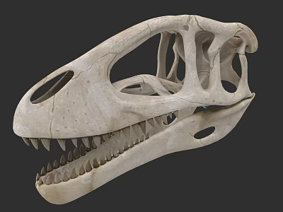 Reptile Dinosaur Skull Fossil Skeleton With Sharp Teeth And Anatomical Features 3d model