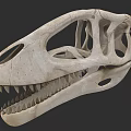 Reptile Dinosaur Skull Fossil Skeleton With Sharp Teeth And Anatomical Features 3d model