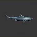 Realistic Blue Shark Aquatic Animal 3D Model In Swimming Pose With Shiny Skin And Reflection