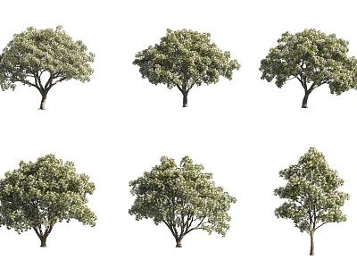 Tasser Tree Flow Sparse Tree Tea Tree Flower Tree 3d model