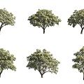 Tasser Tree Flow Sparse Tree Tea Tree Flower Tree 3d model