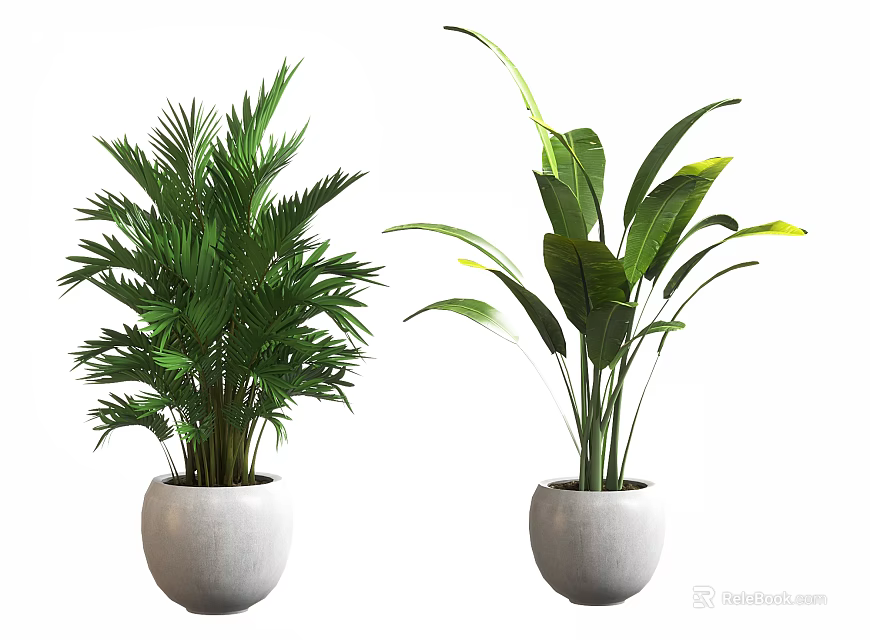 Two Potted Green Plants With Different Leaf Shapes In White Round Pots 3d model 
