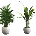 Two Potted Green Plants With Different Leaf Shapes In White Round Pots