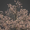 Beautiful Pink Cherry Blossom Tree For Spring Themed Food Presentation