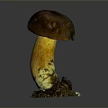 Mushroom Organ And Hair Structure With Brown Cap Yellow Stem And Soil Base