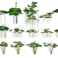 Various Aquatic Plants with Green Leaves and Purple Flowers in Water Garden