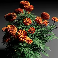 Lush Orange Marigold Flowers With Vibrant Green Leaves In Full Bloom