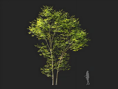 Tall Green Arbor With Lush Leaves And White Trunk Featuring Human Silhouette For Scale 3d model