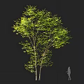 Tall Green Arbor With Lush Leaves And White Trunk Featuring Human Silhouette For Scale