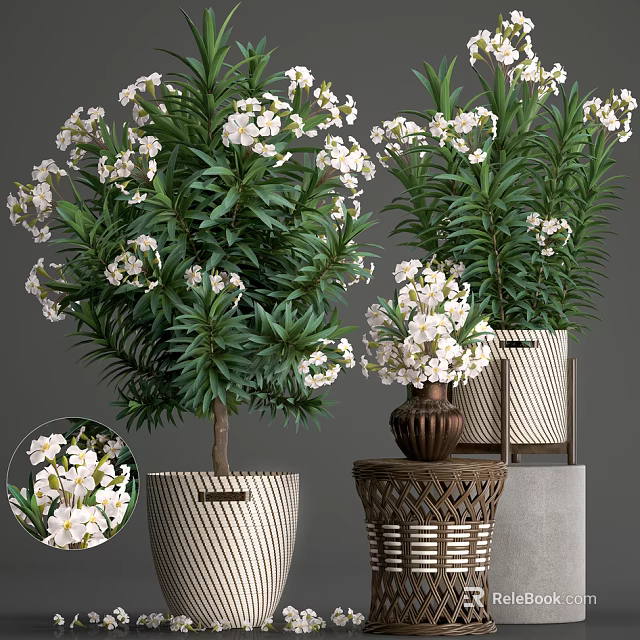Bonsai Potted Plants with White Flowers and Green Leaves in Woven and Ceramic Pots 3d model 