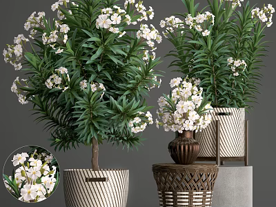Bonsai Potted Plants with White Flowers and Green Leaves in Woven and Ceramic Pots 3d model