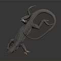 Dark Colored Lizard with Long Tail and Extended Limbs On Smooth Black Surface with Reflection