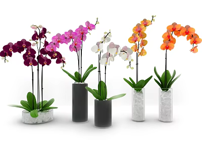 Colorful Orchid Flowers In Various Vases With Marble And Black Cylindrical Designs 3d model