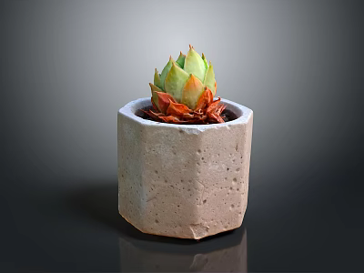 Vibrant Succulent Plant in Terracotta Hexagonal Pot with Green Top and Orange Base Leaves 3d model