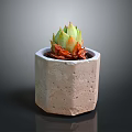 Vibrant Succulent Plant in Terracotta Hexagonal Pot with Green Top and Orange Base Leaves