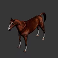 Realistic Brown Horse With White Markings Standing On Gray Background 3d model