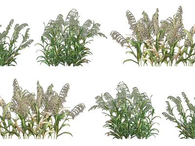 Crop Plants Varieties In Different Growth States 3d model