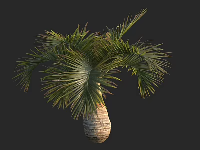 Lush Green Palm Tree With Woven Texture Trunk Base And Fronds 3d model