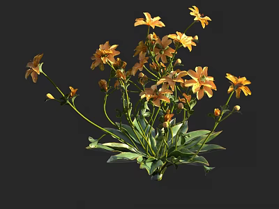Blooming Yellow Flowers with Green Leaves and Stems on Dark Background 3d model