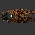 Detailed Red Brown Cicada With Transparent Veined Wings And Textured Body