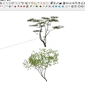 Landscape tree, modeling tree, arbor 3d model