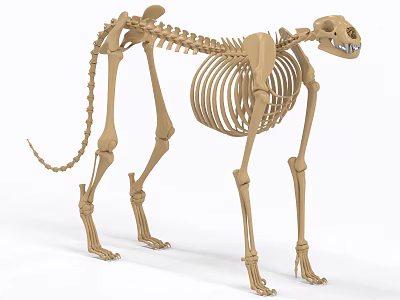 Detailed Animal Skeleton Anatomical 3D Model With Full Body Structure 3d model