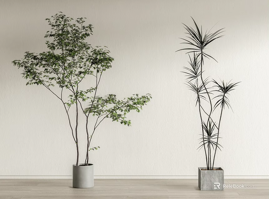 Bonsai Potted Plants Green Leafy Slender Leaf In Gray Pots On Wooden Floor White Wall 3d model 