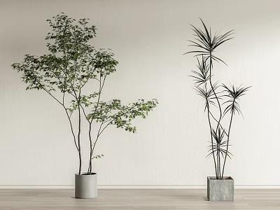 Bonsai Potted Plants Green Leafy Slender Leaf In Gray Pots On Wooden Floor White Wall 3d model