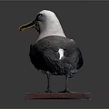 Standing Gray White Black Seabird Taxidermy With Red Base And Label On