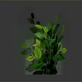 Green Plant With Lush Green Leaves In Metal Grid Planter Against Gray Background With Reflection