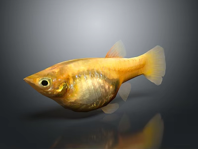 Golden Yellow Fish With Transparent Body Parts Shiny Scales And Reflection On Dark Background 3d model