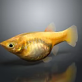 Golden Yellow Fish With Transparent Body Parts Shiny Scales And Reflection On Dark Background