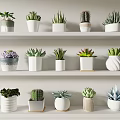 Potted Succulents And Cacti On White Shelves With Various Decorative Pots