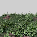 Lush Green Ground Cover Plants Growing On Natural Soil Surface Area