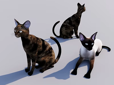 Three Siamese Cats With Big Ears Blue Eyes And Varied Coat Colors Sitting Together 3d model