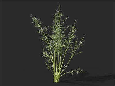 Fresh Fennel Vegetable with Green Stalks and Feathery Leaves for Healthy Meals 3d model