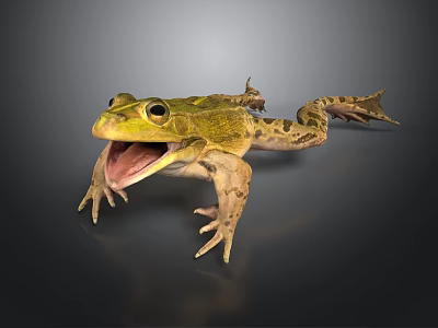 Green Frog With Open Mouth Detailed Skin Texture Standing On Dark Surface 3d model