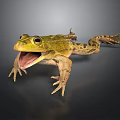 Green Frog With Open Mouth Detailed Skin Texture Standing On Dark Surface