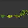 Indoor Decorative Plants With Green And Yellow Leaves In Various Shapes Arranged On Dark Background